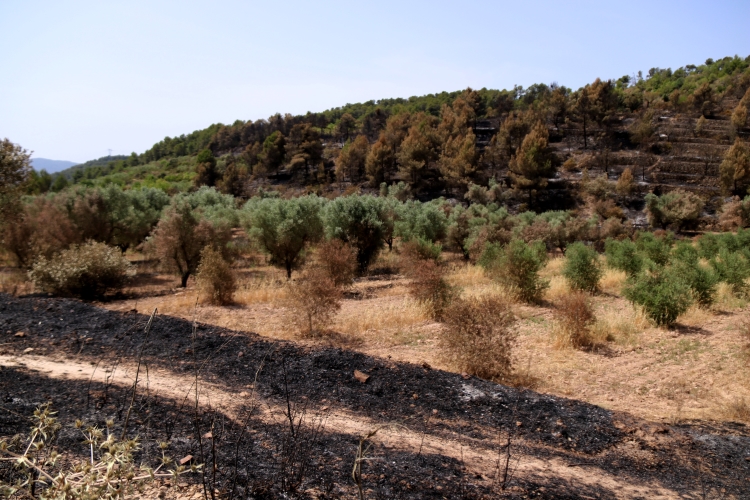 Some olive trees burned down in Corbera d'Ebre on June 17, 2022 (by Mar Rovira)